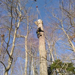 Beaver Tree Service