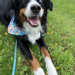 Canine Corner - Zeus