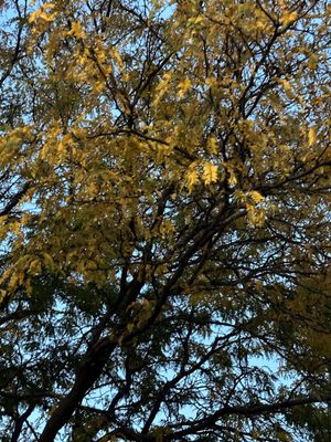 Edgewater Pier by null