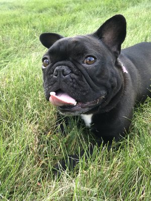 terry animal hospital philadelphia