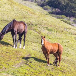 Horse Hill Preserve - Horses
