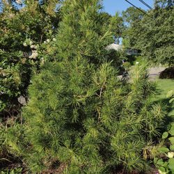 Verderber Nursery - 6' foot umbrella pine that's added 3' since planting 3 yrs ago. Crepe myrtle in the background is also from there.