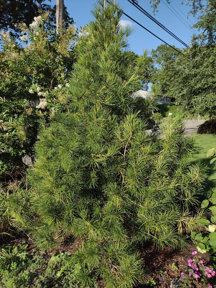 VERDERBER NURSERY Updated September 2024 12 Reviews 459 Main Rd