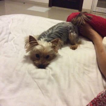 Brenda's Dog Spa - Ramses before pic - Pet Groomers Near Me - Mississauga, Ontario