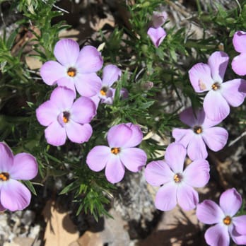 Four Mile Trail - Wildflowers in early May - Hiking Near Me - Yosemite, California