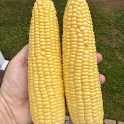 Anderson Farms - Yellow Corn