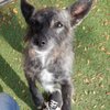 Paws 'N Play gift card