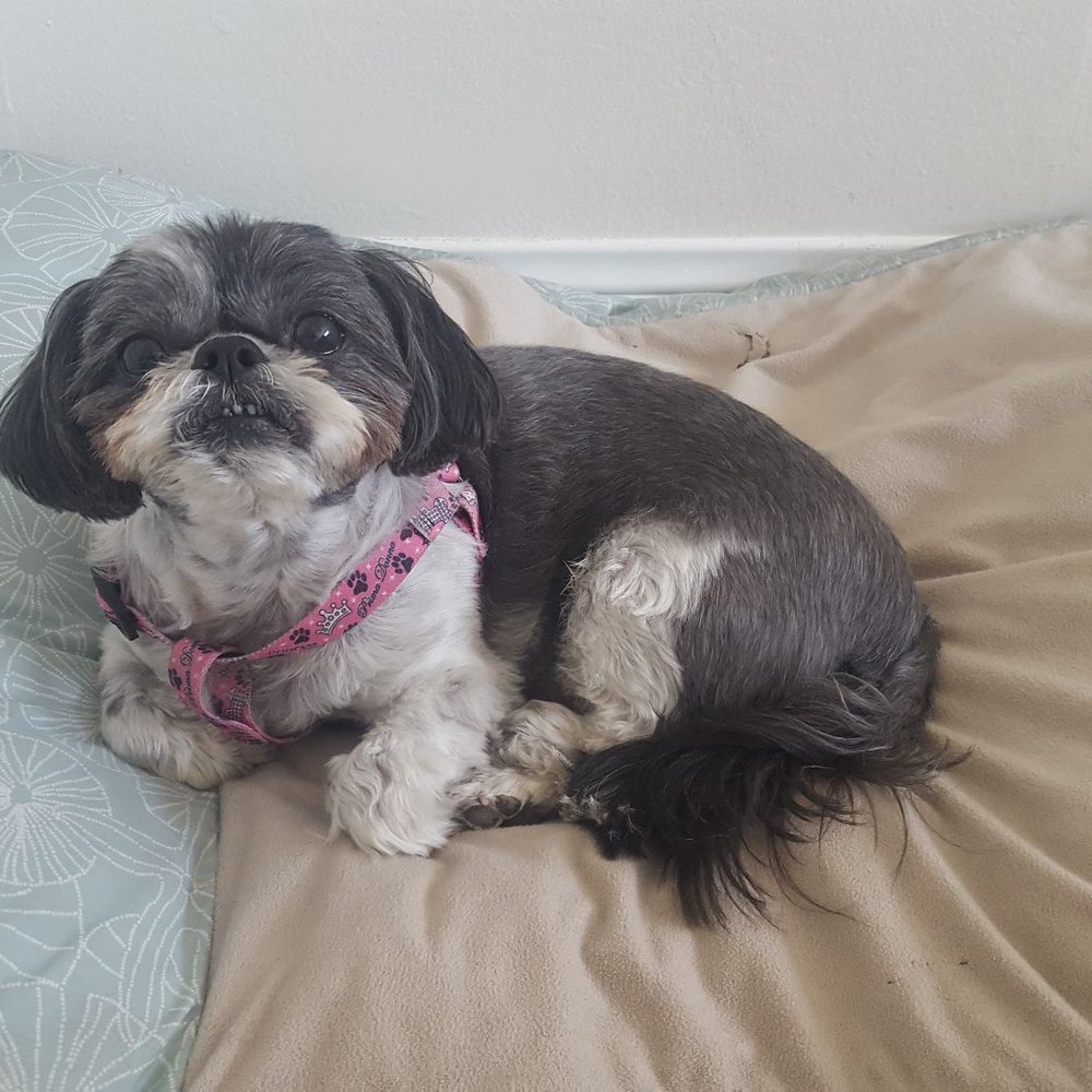 Pooch Pride Grooming - 5 days latter still looking good - Pet Groomers Near Me - Torrance, California