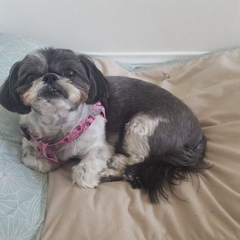 Pooch Pride Grooming - 5 days latter still looking good - Pet Groomers Near Me - Torrance, California Pooch Pride Grooming - 5 days latter still looking good - Pet Groomers Near Me - Torrance, California