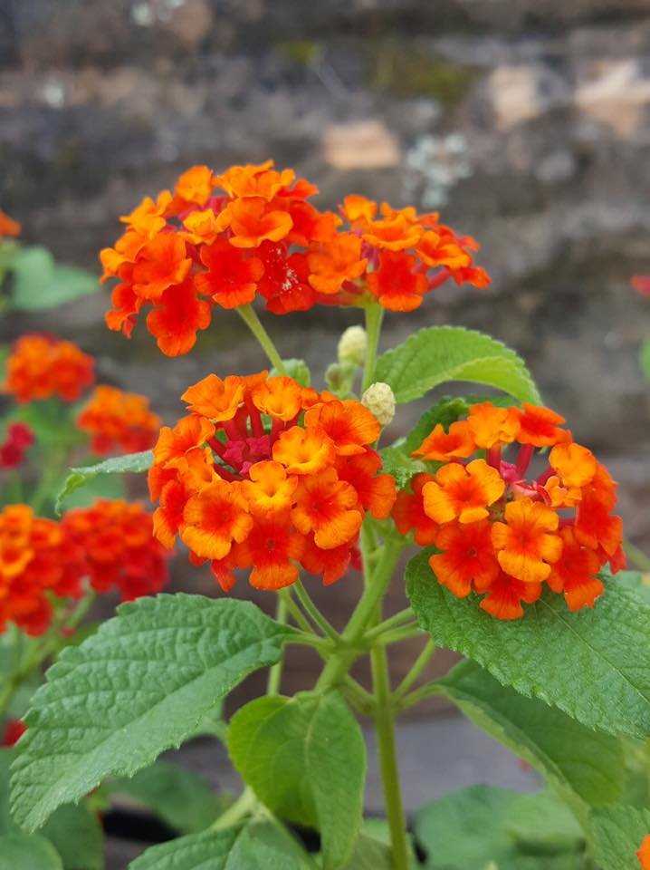 TEXSCAPES NURSERY AND LANDSCAPING Updated September 2024 2705 S Kaufman St, Ennis, Texas