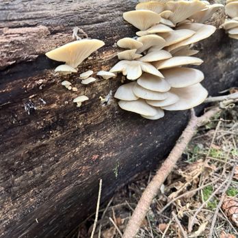 Forage Seattle - Food Tours Near Me