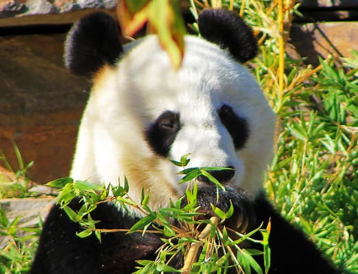 Adelaide Zoo by null