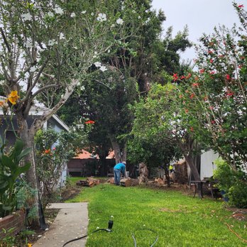 Tejeda's Tree & Landscaping Services - This is the after. Here you see them cutting me the tree stools I requested. - Tree Services Near Me Tejeda's Tree & Landscaping Services - This is the after. Here you see them cutting me the tree stools I requested. - Tree Services Near Me