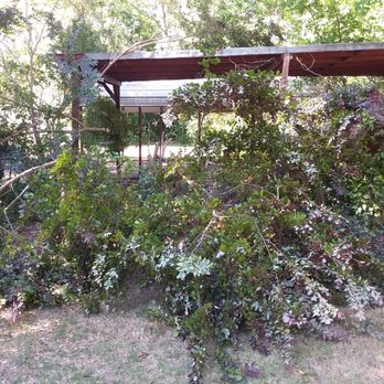 T Ray Services - Got overgrown trees or shrubs? We trim or cut to size. - Pressure Washers Near Me T Ray Services - Got overgrown trees or shrubs? We trim or cut to size. - Pressure Washers Near Me