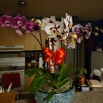 KAWAMOTO ORCHID NURSERY - Updated July 2025 - 680 Photos