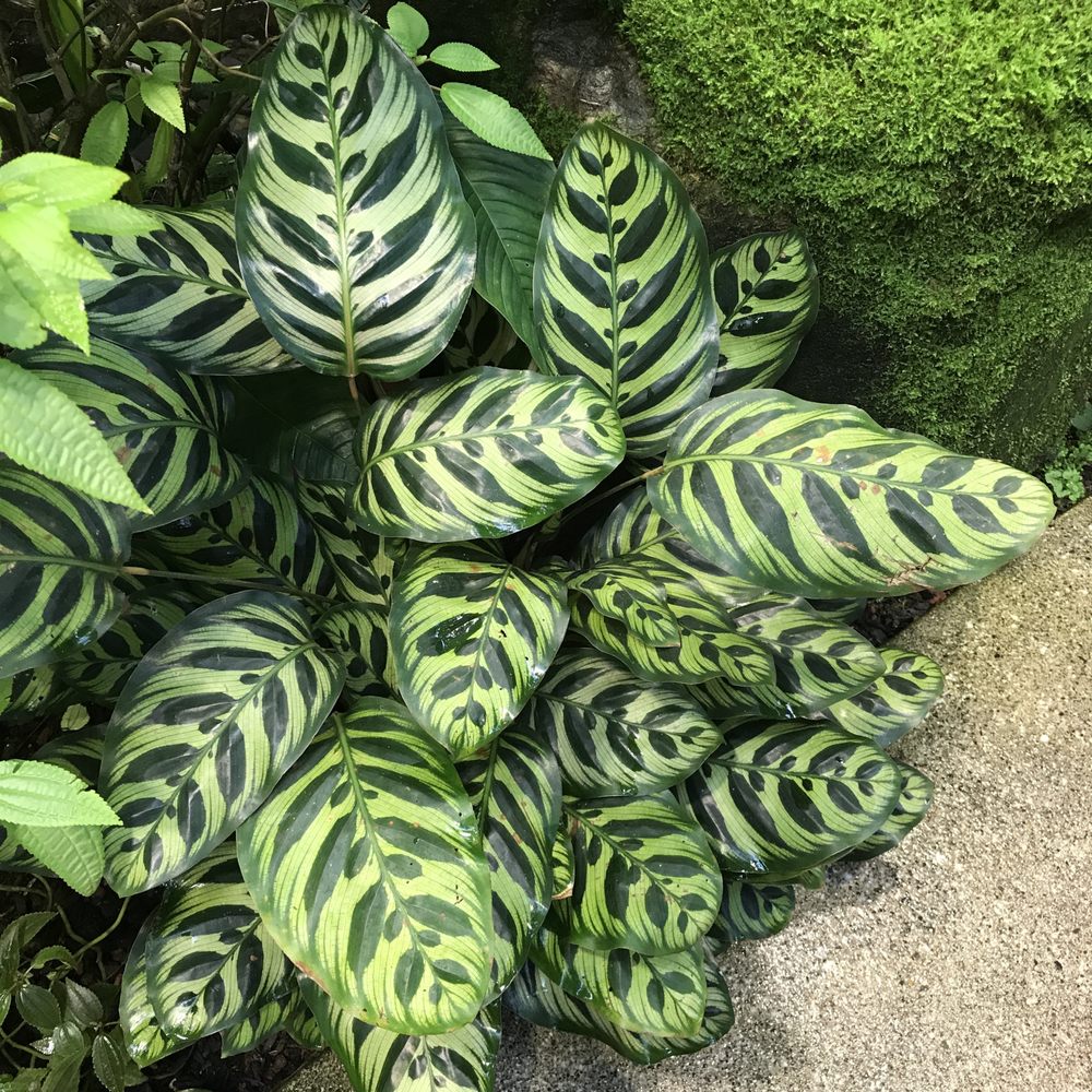 Amazon Spheres - Botanical Gardens Near Me - Seattle, Washington Amazon Spheres - Botanical Gardens Near Me - Seattle, Washington