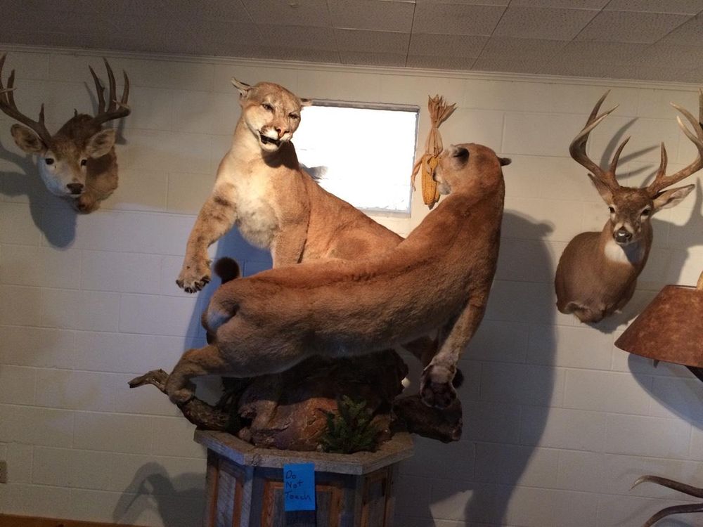 Bartlett's Wildlife Artistry Taxidermy - taxidermy in Dallas, PA