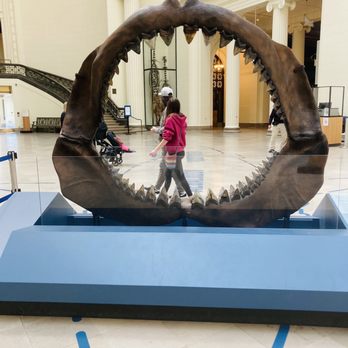Field Museum - Megalodon - giant pre historic shark - Museums Near Me - Chicago, Illinois Field Museum - Megalodon - giant pre historic shark - Museums Near Me - Chicago, Illinois