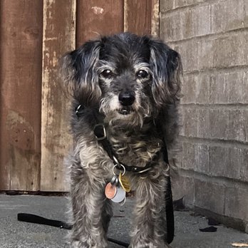 South Seattle Veterinary Hospital - Fritz - Veterinarians Near Me - Seattle, Washington