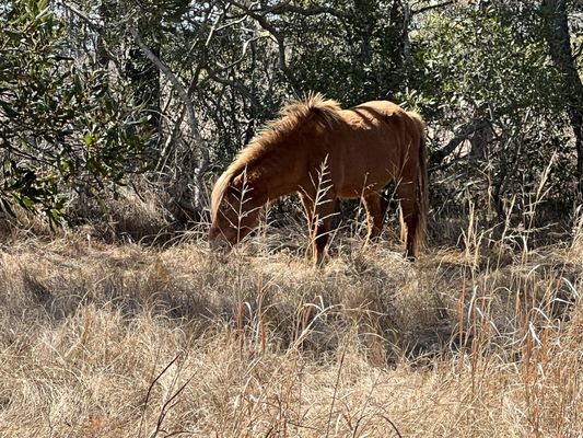 Assateague Island National Seashore by null