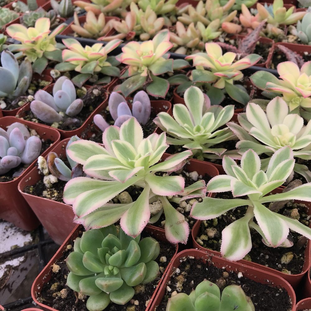 Rojas Succulents and Cacti - Nurseries & Gardening Near Me - Fallbrook, California