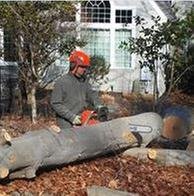 Carols Tree Service - tree service in Millsboro, DE