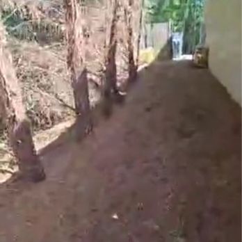 Better Tree Services - Trees trimmed in the back of building. - Tree Services Near Me - Conway, South Carolina Better Tree Services - Trees trimmed in the back of building. - Tree Services Near Me - Conway, South Carolina