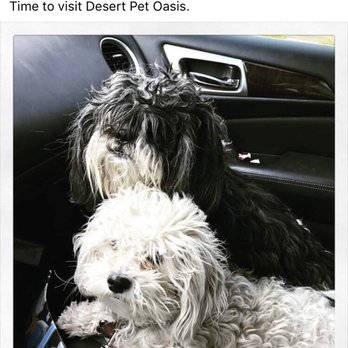 Desert Pet Oasis - Before - Pet Groomers Near Me - Arizona City, Arizona Desert Pet Oasis - Before - Pet Groomers Near Me - Arizona City, Arizona
