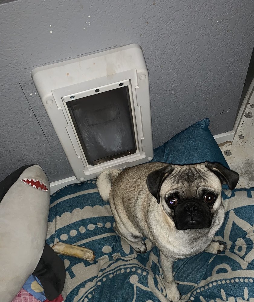 PAINTED DESERT DOG GROOMING 41 Photos & 27 Reviews 7065 W Ann Rd