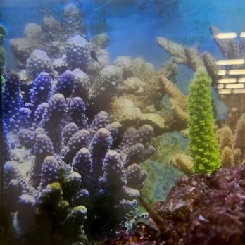 Petco - Fish tank - Pet Stores Near Me - Irvine, California Petco - Fish tank - Pet Stores Near Me - Irvine, California