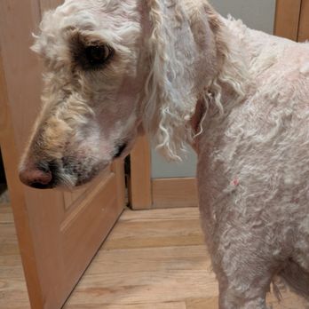 Mountain Pet Grooming - Pet Groomers Near Me - Evergreen, Colorado Mountain Pet Grooming - Pet Groomers Near Me - Evergreen, Colorado