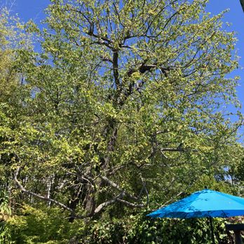 Madriz Tree Service - The beautiful ornamental pear they trimmed in my backyard. - Tree Services Near Me - Richmond, California