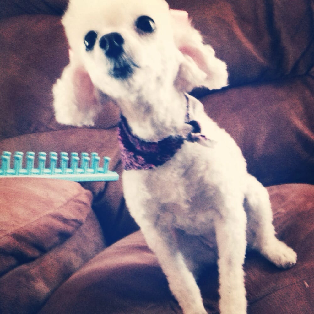 ABOUT DOGS Updated September 2024 15 Reviews 46 E Palatine Rd