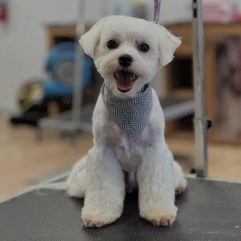 Unleashed Canine - Pet Groomers Near Me - Nederland, Texas Unleashed Canine - Pet Groomers Near Me - Nederland, Texas