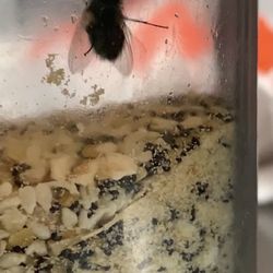 Dunkin' - Everything bagel seasoning for avocado toast with trapped fly