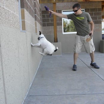 Sit Means Sit - Denver - Pet Training Near Me - Wheat Ridge, Colorado Sit Means Sit - Denver - Pet Training Near Me - Wheat Ridge, Colorado