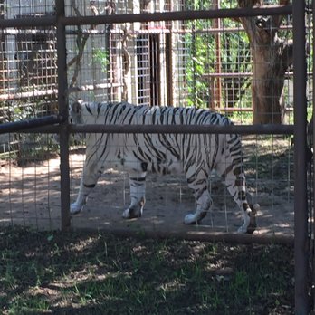 International Exotic Animal Sanctuary - White cats were gorgeous - Zoos Near Me International Exotic Animal Sanctuary - White cats were gorgeous - Zoos Near Me