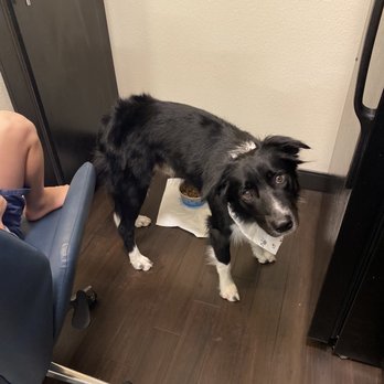 Top Tails Grooming Salon - Freshly groomed border collie 1YO - Pet Groomers Near Me - San Antonio, Texas Top Tails Grooming Salon - Freshly groomed border collie 1YO - Pet Groomers Near Me - San Antonio, Texas