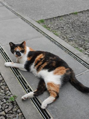 Houtong Cat Village by null
