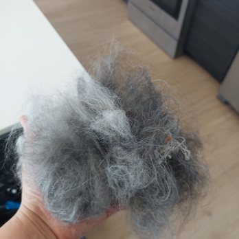 Rex - Pet Groomers Near Me - Seattle, Washington