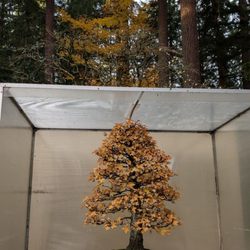 Pacific Bonsai Museum - Lots of outdoor trees