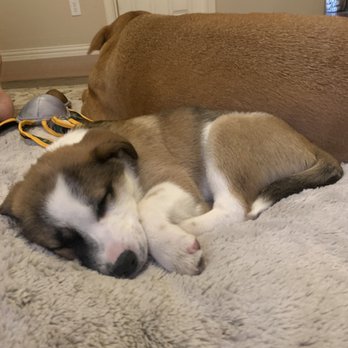 Apollo Support & Rescue - Keller and Maggie taking a nap. - Pet Adoption Near Me - Justin, Texas