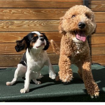 The Ranch Dog Training - Pet Training Near Me - Los Angeles, California The Ranch Dog Training - Pet Training Near Me - Los Angeles, California
