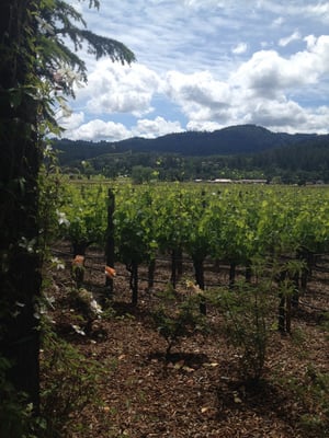 Benessere Vineyards by null