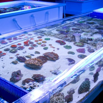 Treasure Coast Corals - Aquarium Services Near Me
