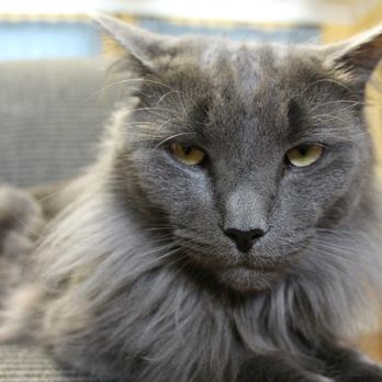 VCA Northwest Veterinary Specialists - Emergency Pet Hospital Near Me - Clackamas, Oregon VCA Northwest Veterinary Specialists - Emergency Pet Hospital Near Me - Clackamas, Oregon