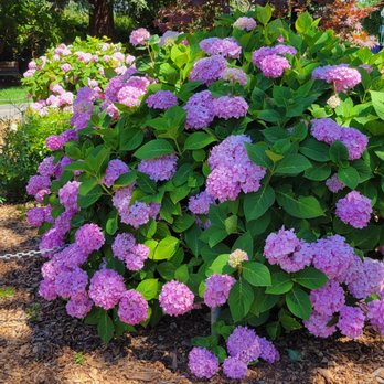 Central Park - Hydrangeas near the Rose Garden - Parks Near Me - San Mateo, California