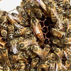 Moss Creek Honey & Bee Removal - Gorgeous Wild Queen Bee and Her Daughters, Busy Making Honey in Our Apiaries!