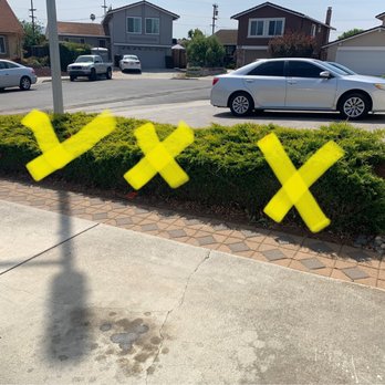 Zazueta Tree Specialists - Old juniper bushes taking up precious driveway space. - Tree Services Near Me Zazueta Tree Specialists - Old juniper bushes taking up precious driveway space. - Tree Services Near Me
