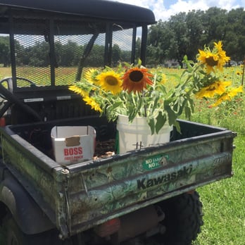 Sunflowers On the Ranch - Attraction Farms Near Me - Plant City, Florida Sunflowers On the Ranch - Attraction Farms Near Me - Plant City, Florida